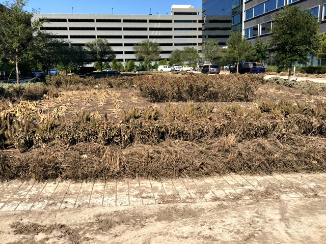 Hurricane Harvey Texas flood dead plants